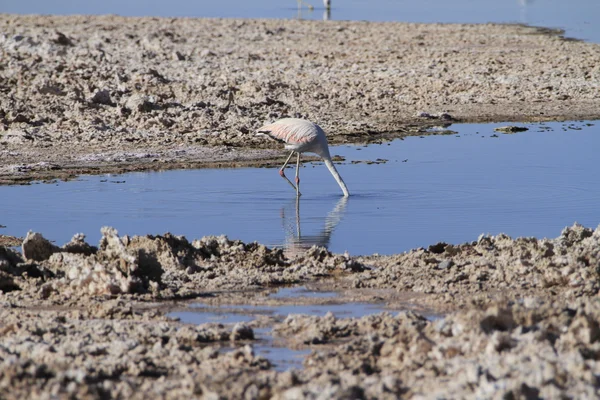 Flamengos i flamencoreservat i Salar de Atacama — Stockfoto