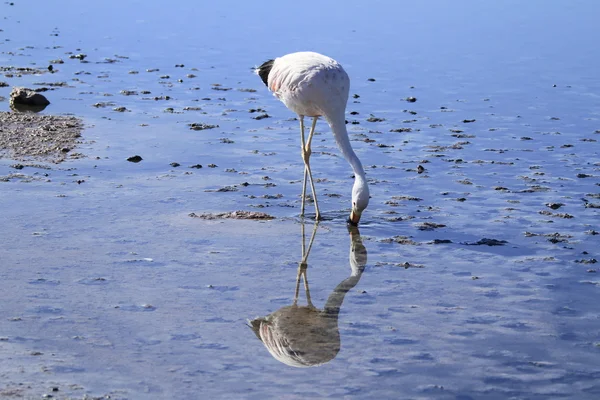 Flamengos i flamencoreservat i Salar de Atacama — Stockfoto