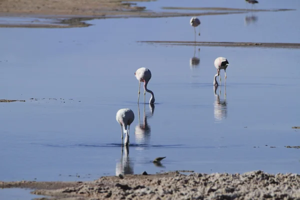 Flamengos na reserva de flamenco em Salar de Atacama — Fotografia de Stock