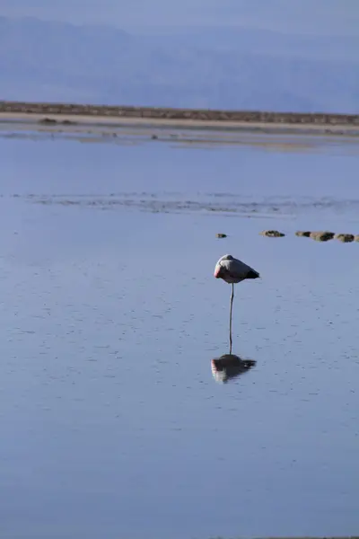 Flamengos na reserva de flamenco em Salar de Atacama — Fotografia de Stock