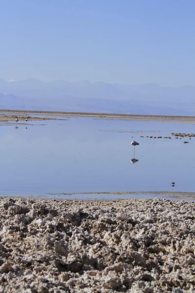 Flamengos na reserva de flamenco em Salar de Atacama — Fotografia de Stock