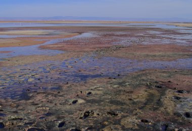 Flamengolar Salar de Atacama 'da Flamenko rezervinde