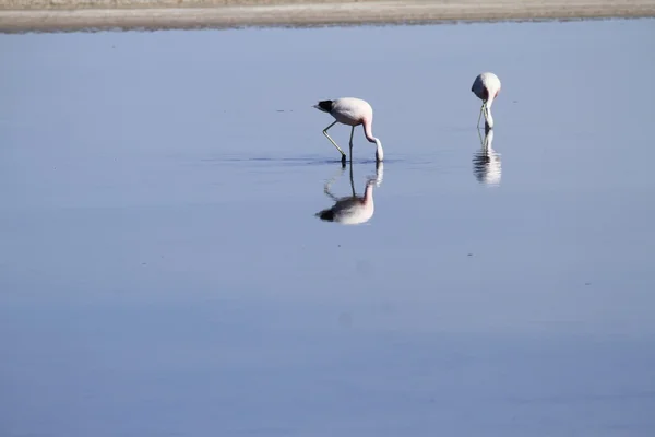 Flamengos na reserva de flamenco em Salar de Atacama — Fotografia de Stock