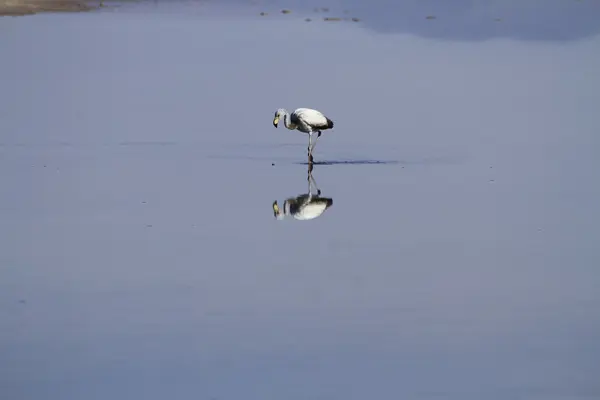 Flamengos en reserva de flamenco en Salar de Atacama —  Fotos de Stock