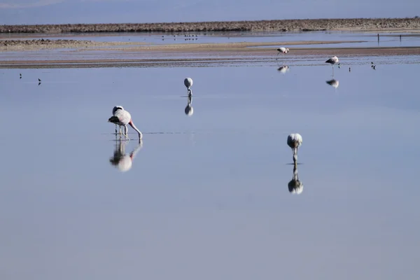 Flamengos na reserva de flamenco em Salar de Atacama — Fotografia de Stock