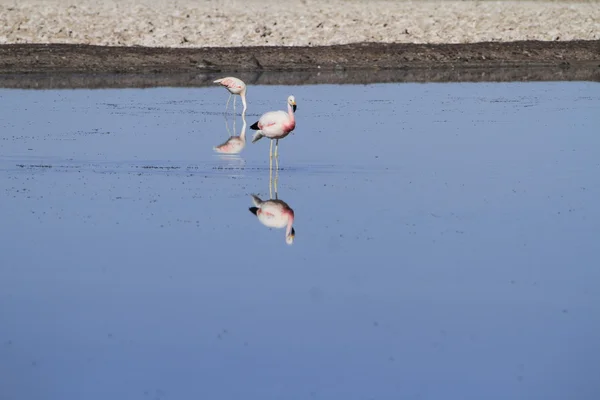 Flamengos w rezerwacie flamenco w Salar de Atacama — Zdjęcie stockowe