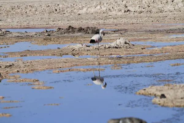 Flamengos na reserva de flamenco em Salar de Atacama — Fotografia de Stock