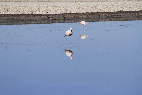 Flamengos flamenco reservissä Salar de Atacamassa — kuvapankkivalokuva