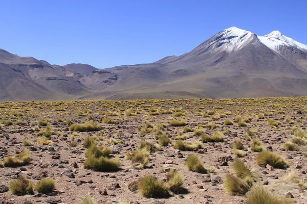 Salar de 阿塔卡马 — 图库照片