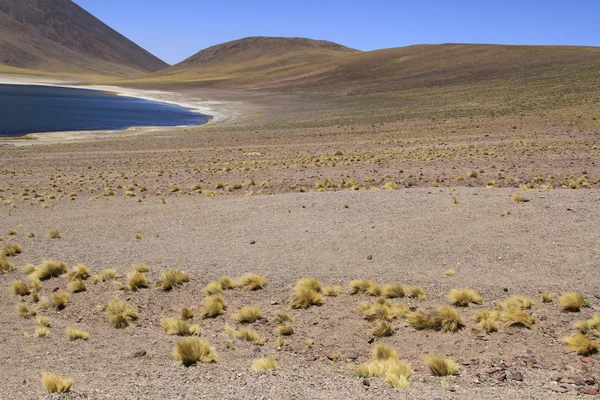 Salar de Atacama — Zdjęcie stockowe