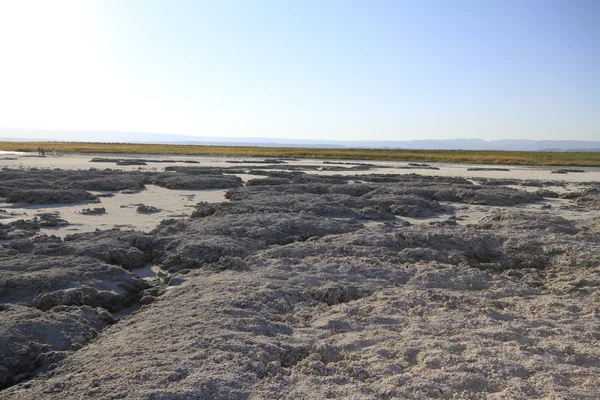 Laguna Cejar, Atacama, Cile — Foto Stock