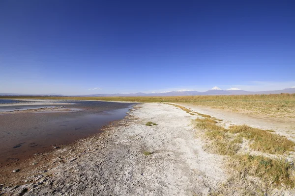 Laguna Cejar, Atacama, Chile — Stock fotografie