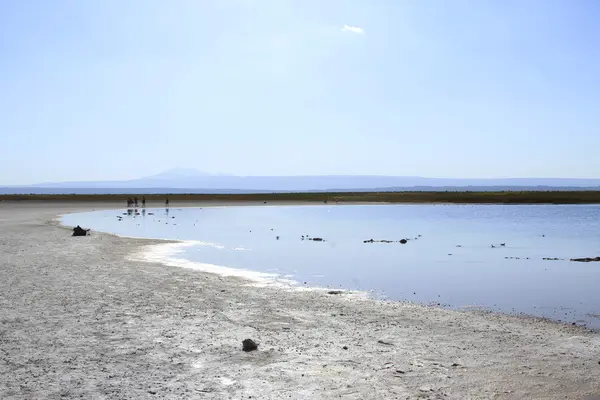 Laguna cejar, atacama, Chili — Stockfoto
