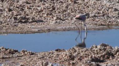 vahşi flamingoların beslenme