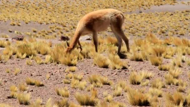 Nourriture vicuna 