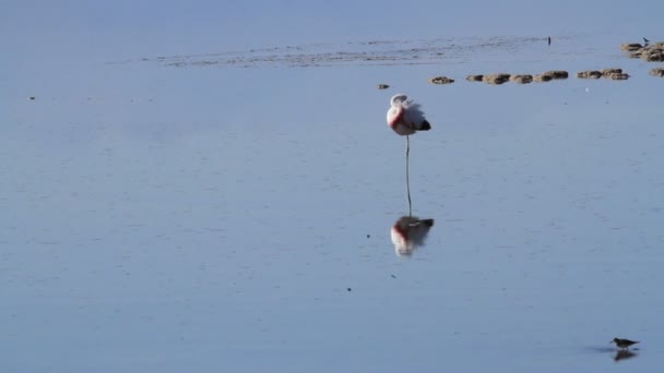 Wild flamingos eating — Stock Video