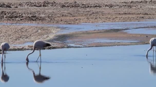 Flamencos salvajes comiendo — Vídeo de stock