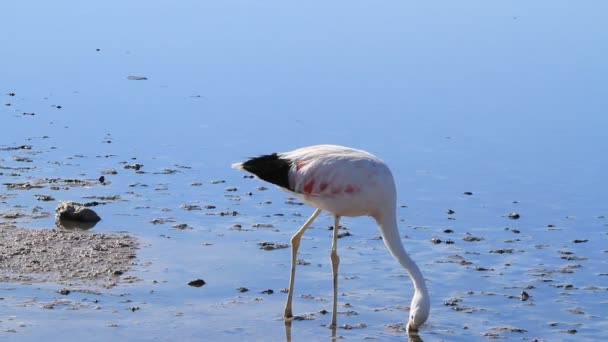Flamingos selvagens comendo — Vídeo de Stock