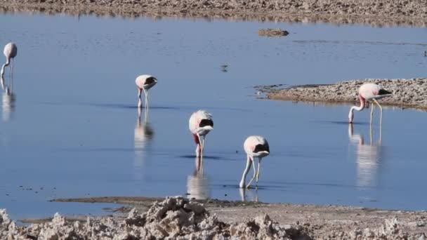 Flamants roses sauvages mangeant — Video