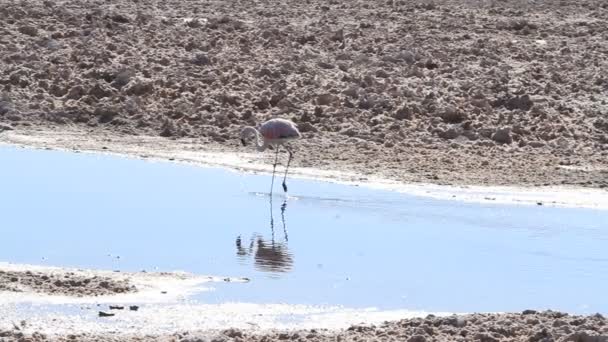 Flamants roses sauvages mangeant — Video