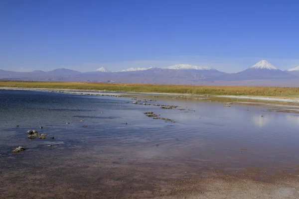 Laguna Cejar, Atacama, Chili — Photo