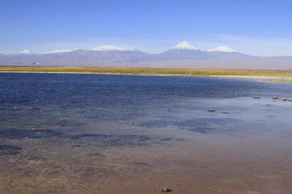 Laguna Cejar, Atacama, Чили — стоковое фото