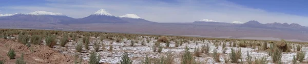 Laguna Cejar, Atacama, Чили — стоковое фото