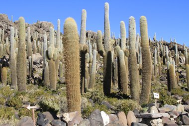 Parque Incahuasi, salar de uyuni Bolivya