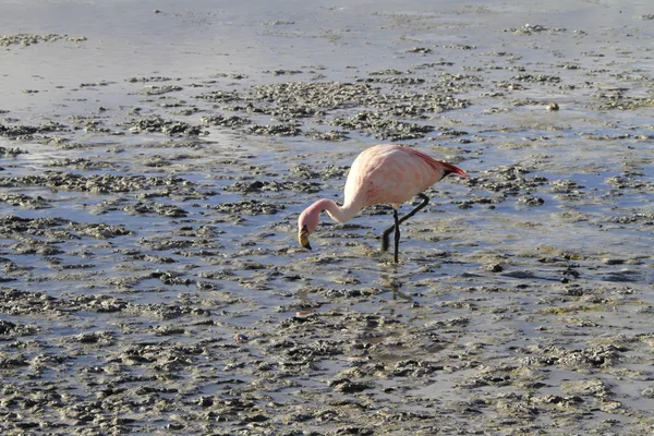 Eduardo Alveroa, Uyuni Boliwia — Zdjęcie stockowe