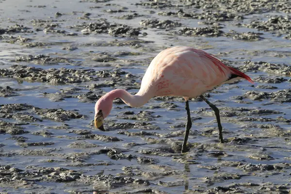 Eduardo Alveroa, Uyuni Boliwia — Zdjęcie stockowe