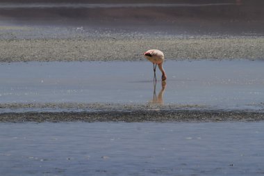 Flamenkolar Eduardo Alveroa, Uyuni Bolivya 'da