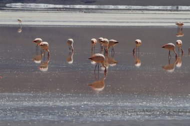 Flamenkolar Eduardo Alveroa, Uyuni Bolivya 'da