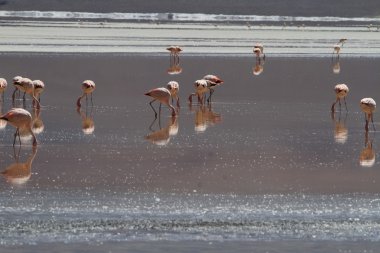 Flamenkolar Eduardo Alveroa, Uyuni Bolivya 'da