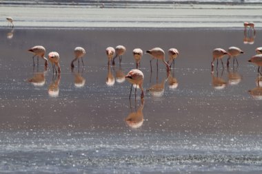 Flamenkolar Eduardo Alveroa, Uyuni Bolivya 'da