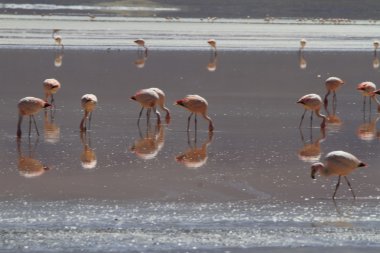 Flamenkolar Eduardo Alveroa, Uyuni Bolivya 'da