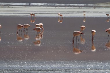 Flamenkolar Eduardo Alveroa, Uyuni Bolivya 'da