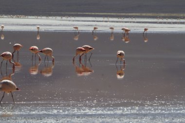Flamenkolar Eduardo Alveroa, Uyuni Bolivya 'da