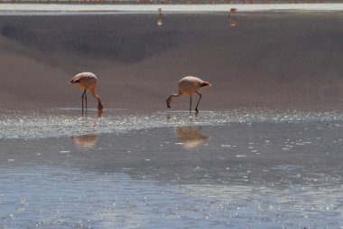 Flamenkolar Eduardo Alveroa, Uyuni Bolivya 'da