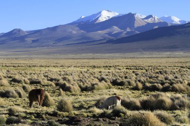 Parque Nacional Sajama