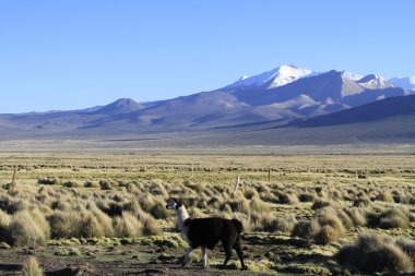 Parque Nacional Sajama