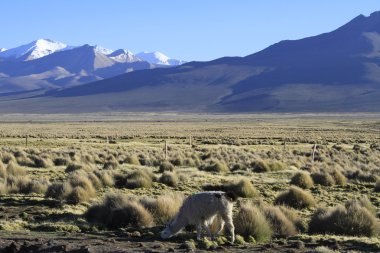 Parque Nacional Sajama