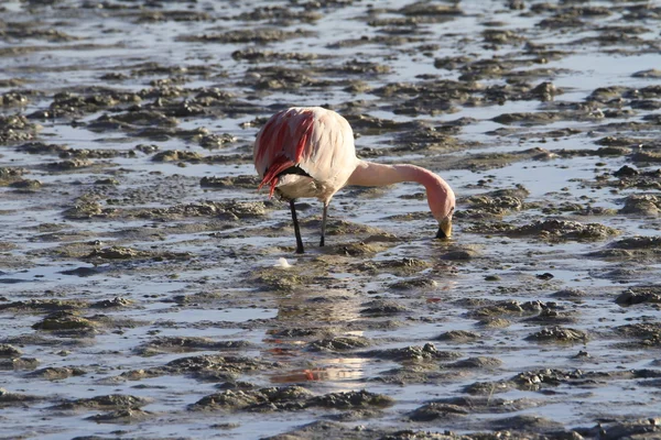 Eduardo Alveroa, Uyuni Boliwia — Zdjęcie stockowe