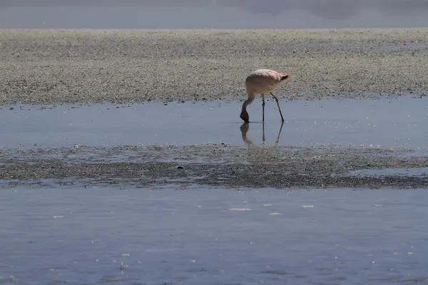 Flamenkolar Eduardo Alveroa, Uyuni Bolivya 'da