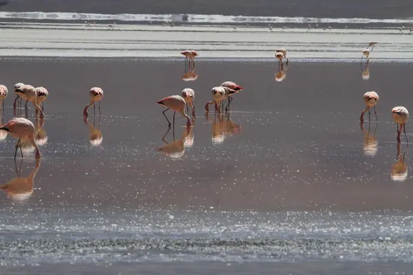 Flamencos in Chuquisaca, Bolivien — Stockfoto