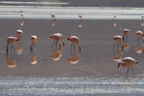 Flamenkos i Eduardo Alveroa, Uyuni Bolivia — Stockfoto