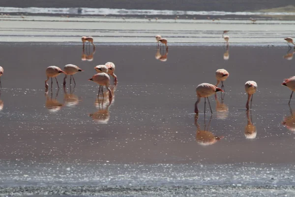 Flamencos em Potosí, Bolívia — Fotografia de Stock