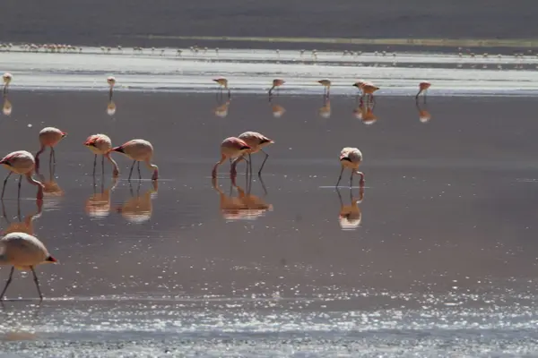 Flamencos em Potosí, Bolívia — Fotografia de Stock