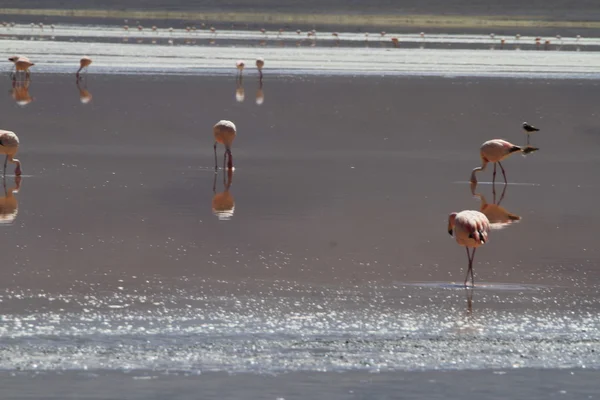 Flamencos in Eduardo Alveroa, Uyuni Bolívie — Stock fotografie