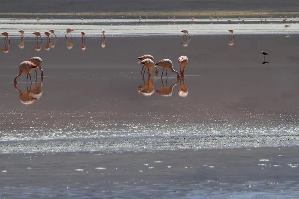 Flamencos in Eduardo Alveroa, Uyuni Bolívie — Stock fotografie