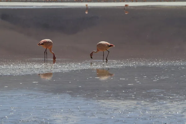 Flamenkos i Eduardo Alveroa, Uyuni Bolivia — Stockfoto